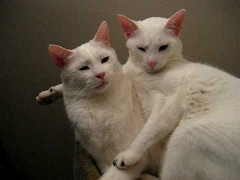 Jupiter and Kona, Cute as Usual....Jupiter talking!