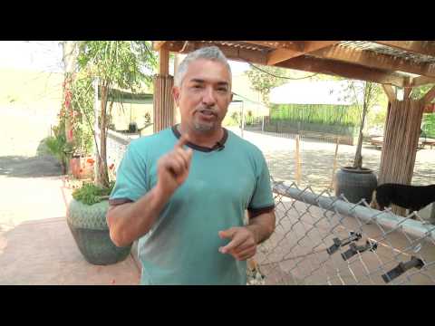 download lagu mp3 mp4 Cesar Millan No Touch No Talk No Eye Contact, download lagu Cesar Millan No Touch No Talk No Eye Contact gratis, unduh video klip Cesar Millan No Touch No Talk No Eye Contact