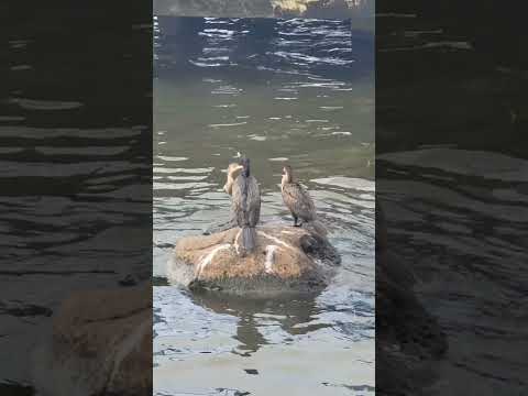 san carlos, Río San juan, Nicaragua.🥰#naturaleza
