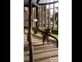 squirrel dance