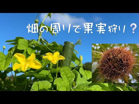 遅霜から木を守る方法