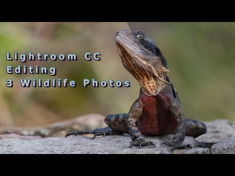 How to edit Wildlife Photos in Lightroom & Photoshop CC