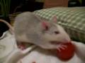 blue,my rat,eating a tomato 
