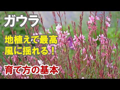 園芸 リンドハイマーのガウラ