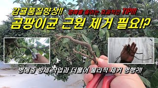 감귤품질향상!! 곰팡이균 근본적으로 제거하기, 삭은가지제거, 병해충방제작업과 병행필요!!