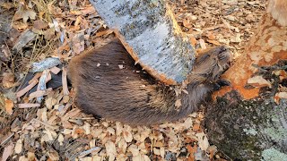 Beaver CRUSHED by Tree!!!!! (Full Video)