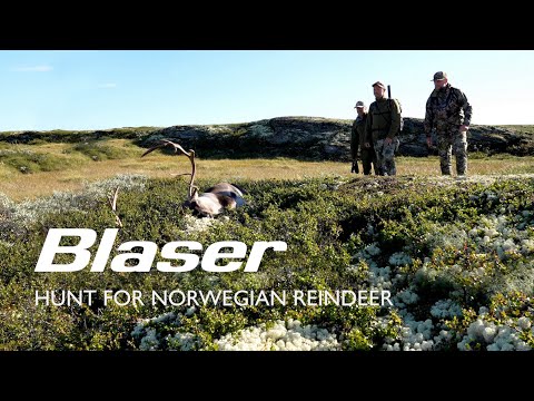 Rentier-Jagd Norwegen | Hunt for Norwegian Reindeer