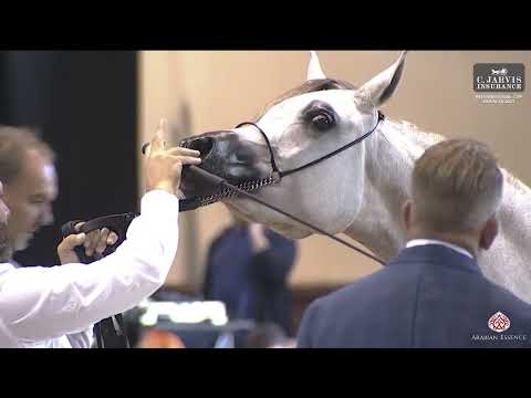 N 6 MAGIC BELLA MILADY   International Cup   Brescia 2023   Fillies 2 Years Old Class 2