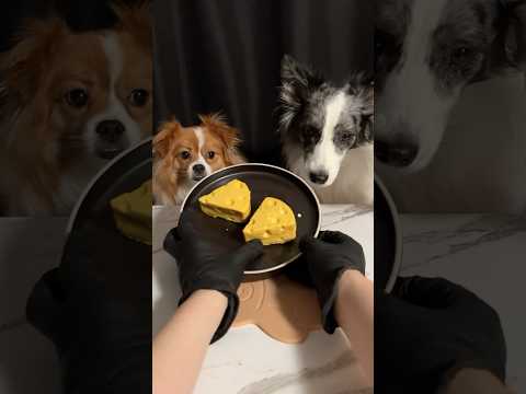 Tom & Jerry Cheese Cake Mukbang🧀 | ASMR #dogfood #bordercollie