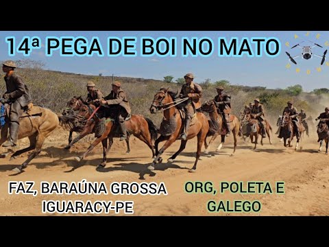 (DRONE) 14ª PEGA DE BOI NO MATO FAZ, BARAÚNA GROSSA IGUARACY-PE ORG, POLETA E GALEGO 