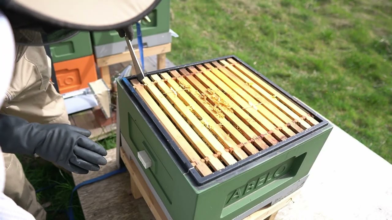 First inspection of Spring | Becoming a Beekeeper | Episode 24