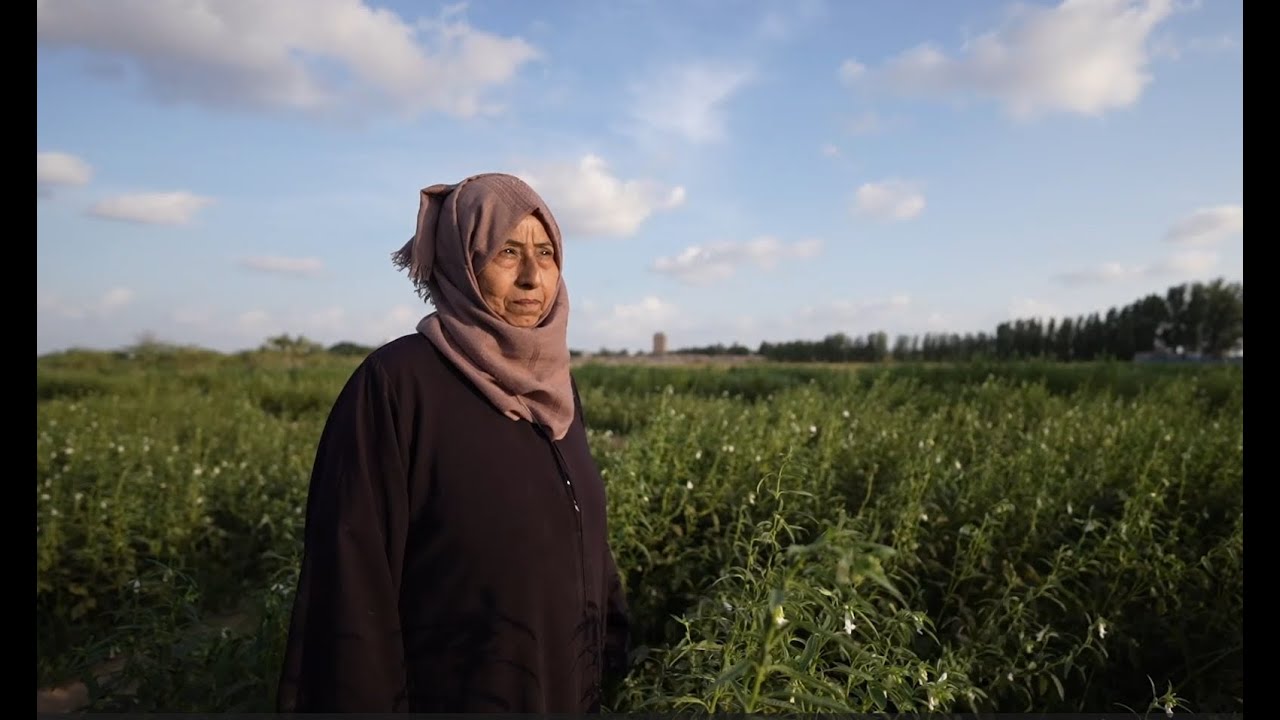 How Yemeni women farm through drought