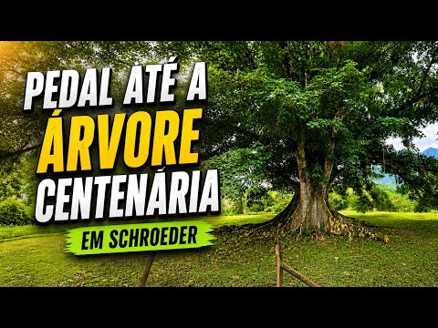 Pedal até a Árvore Centenária em Schroeder 🌳🚴‍♀️ | Natureza e Paz