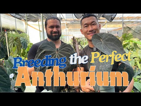 Inside the World of a Renowned ANTHURIUM Breeder | Paul Marcellini's Plant Collection Garden Tour |
