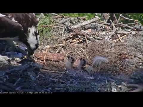 Savannah Osprey Nest, Landings Golf Course, Savannah GA ~ 16 Apr. 2019