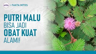 Download lagu Tak Disangka! Ini Manfaat Putri Malu yang Jarang Orang Tahu | Hidup Sehat tvOne mp3 Download lagu Tak Disangka! Ini Manfaat Putri Malu yang Jarang Orang Tahu | Hidup Sehat tvOne mp3