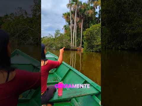 Conocías este lago en la selva #aventura #tambopata #selvaperuana #madrededios