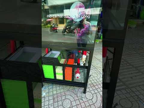 HỒ CÁ ỐNG ĐỎ SANKING TOP TRENDING