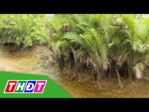 Bến Tre: Nước mặn xâm nhập sâu vào đất liền hơn 40km | THDT