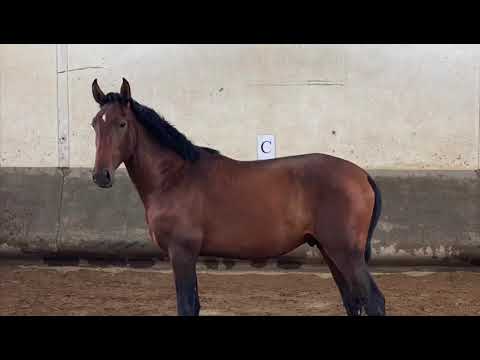 POKER RAE - Coudelaria Rebello Andrade - cavalos lusitanos