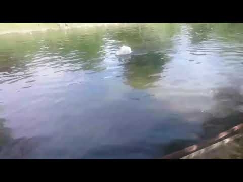 Fază hazlie pe lac la Valea Lungă!