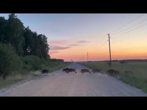 Wild boars at sunset, Adazi county, Latvia