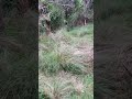 Wild Loquats