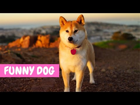 Funny Dogs Compilation (2019) | Cute Dog Animal's Life