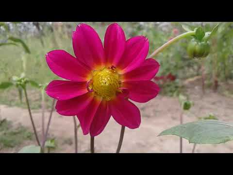 flowers in my small garden ||Nabanita's Gardening||season flower