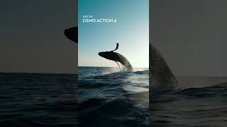 You ever see a humpback whale do that?! 🤯 #osmoaction