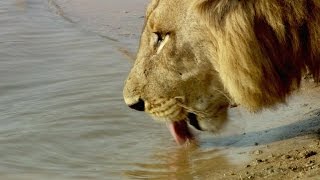 An Angry Hippo Charges a Trespassing Lion
