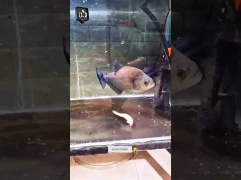 Piranha 3D: Real-Life Facts, Feeding Frenzies & Mario’s Piranha Plant! 🦈🎮 #Piranha #Piranha3D #Mario