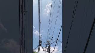 フレブルと晴れ間を見つけた梅雨の散歩”#shorts                   “Rainy Walk with Frenchie: A Sunny Break”
