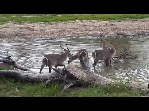 Djuma: Small group of Waterbucks-Pt:1 - 14:52 - 12/11/20