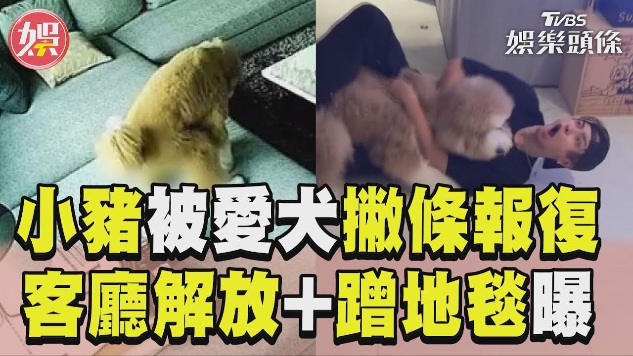 影音／羅志祥愛犬逆襲「撇條報復」　「客廳解放+蹭地毯」超崩潰