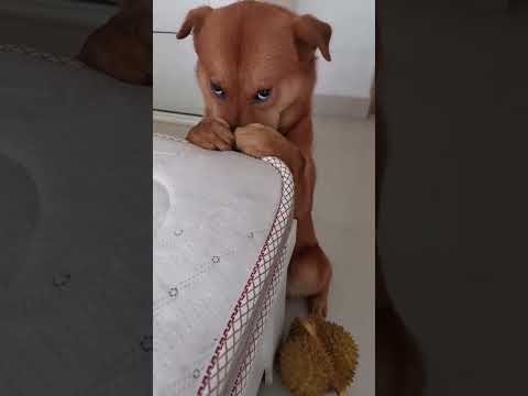 Cachorro Arrependido com a Carinha Mais Fofa de Vergonha! #cachorroarrependido