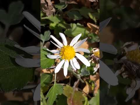 菊の世話: 3 つの最大の間違い 植物