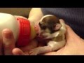 New Born Lhasa Apso Puppy - 1st Ever Feeding Time ...