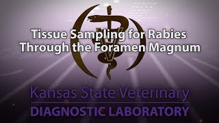 Tissue Sampling for Rabies Through the Foramen Magnum