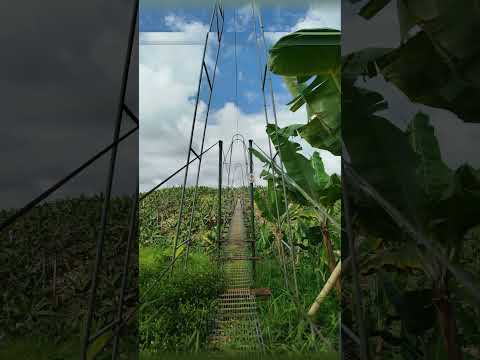 FINCA BANANERA EN QUININDÉ CON EMPAQUETADORA Y VIVIENDA ($1,115,375)
