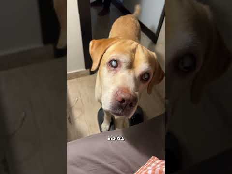 Leo turns 10 years old today 🥹😭🤍