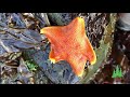 Bat Star