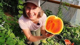 Winterizing the Garden: Parsnip Harvest & My First Northern Watermelon