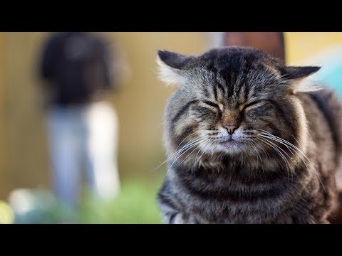 How to Tell if Your Cat Has a Food Intolerance - Method 1