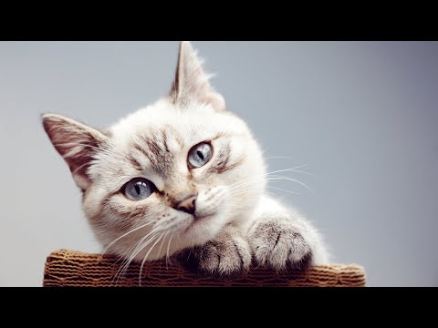 Is My Cat Color Blind? - How Do Cats See the World - Cat Color Blind Test - Cat Vision - Cat Videos