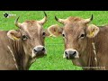The Best Cows For Milk On The Homestead Top 7 Dairy Breeds