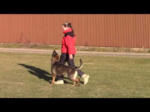 Chester z Jukasu - obedience - 12/2016