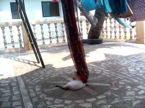 Kittens going crazy with shawl