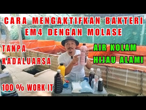 Cara Fermentasi EM4 perikanan dengan molase 2023