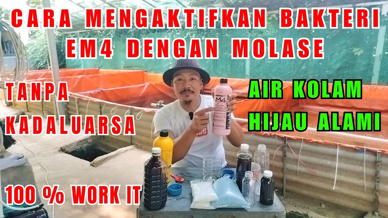 Cara Fermentasi EM4 perikanan dengan molase 2023
